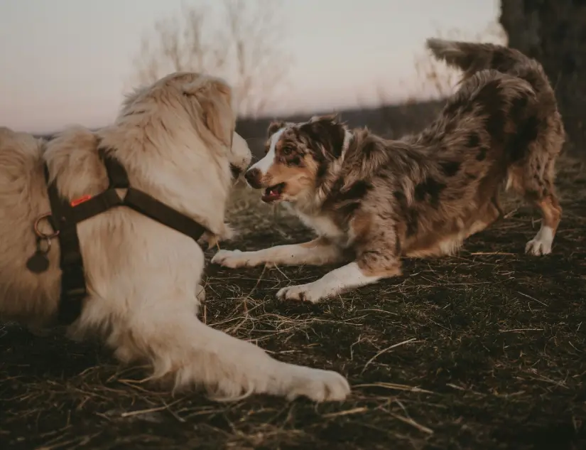 dog communicating