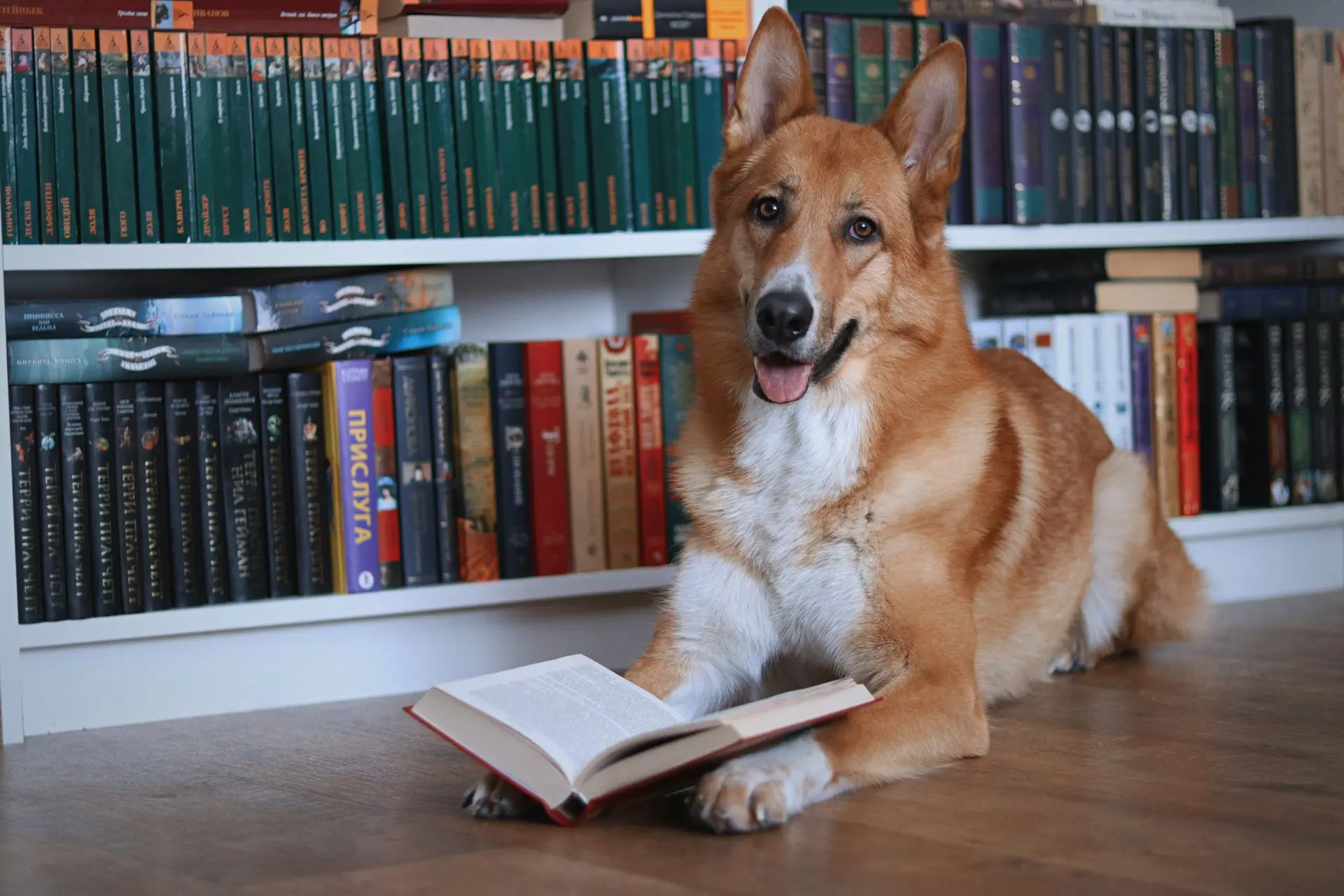 dog reading