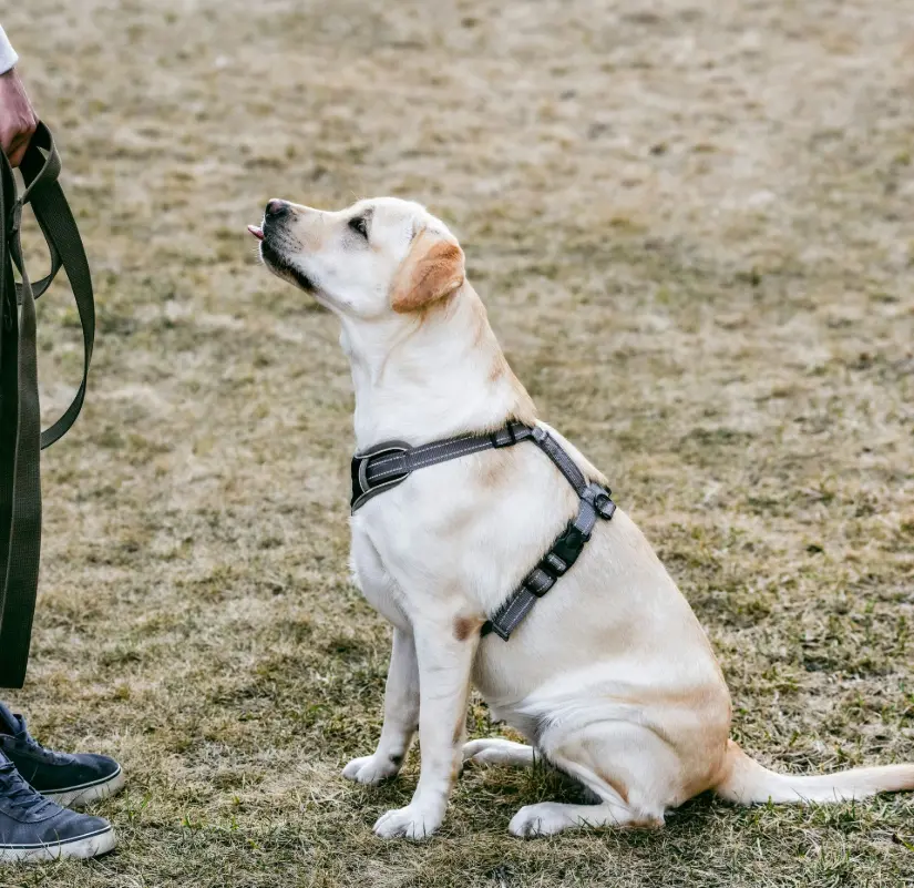 dog on harness
