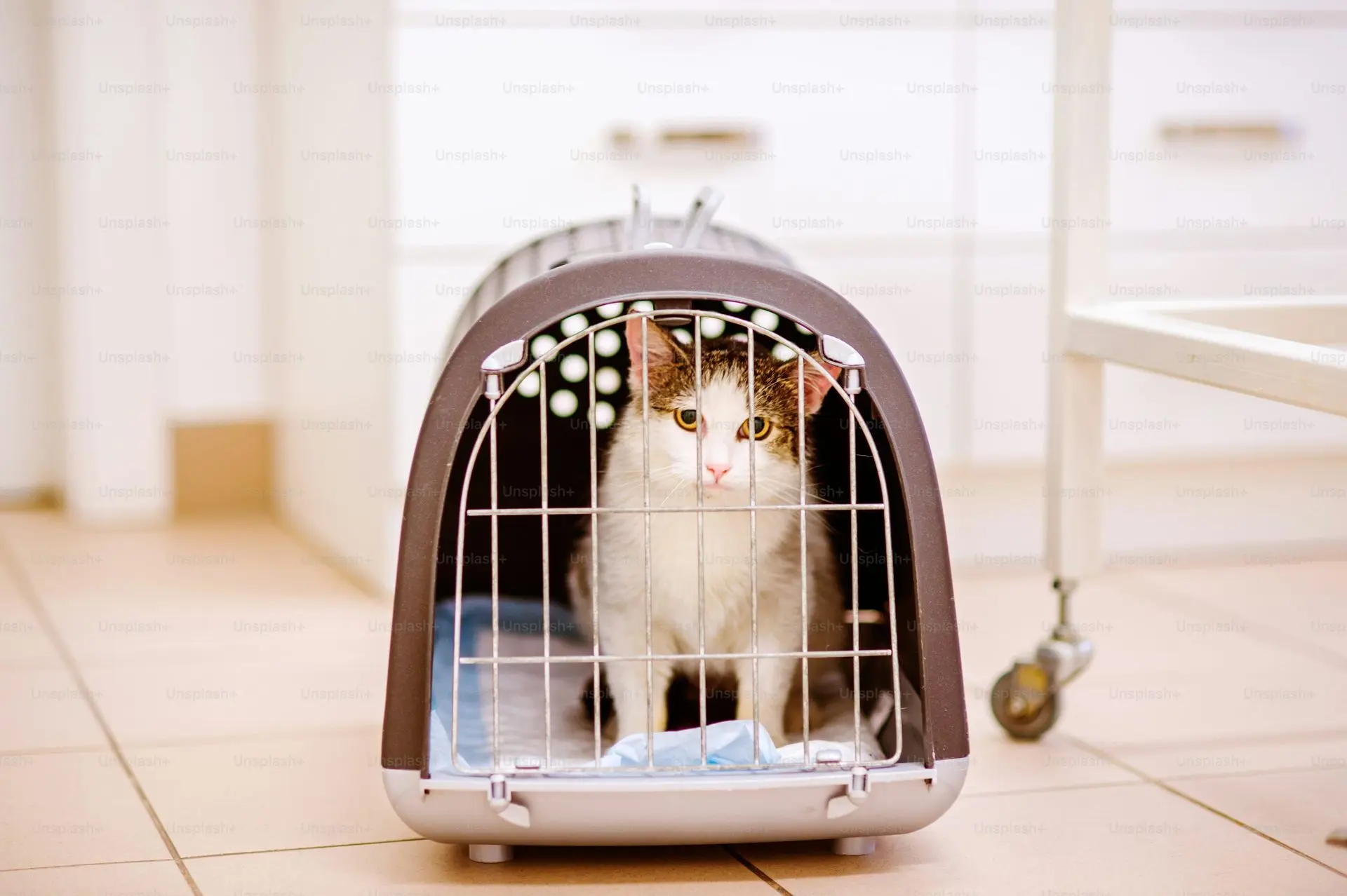 Cat in a clean travel crate ready to be loaded for ground transport.
