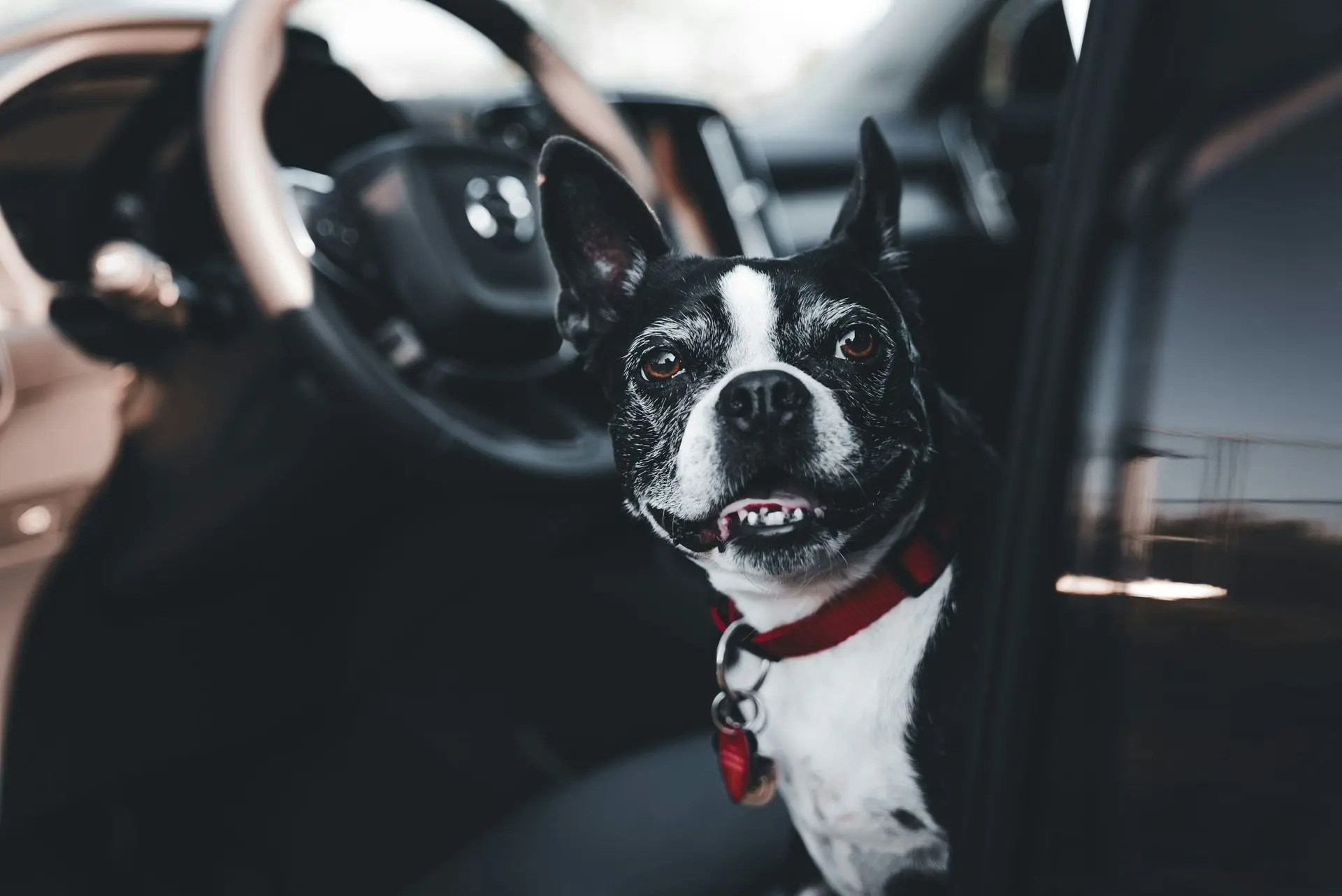 Happy dog in vehicle seat Happy dog secured in vehicle seat checking everything out before a safe pet transport.safe pet transport.