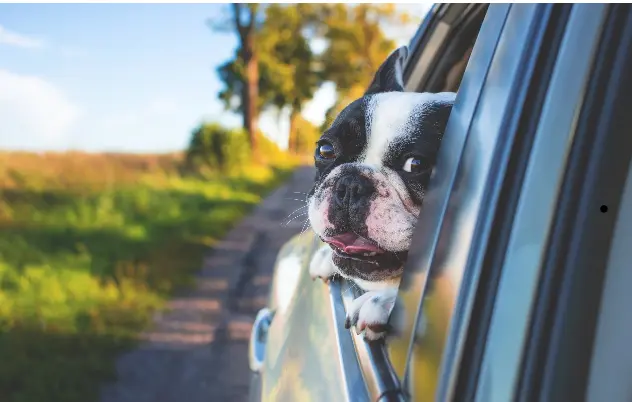 Happy dog enjoying a car ride on a sunny day during cross-country pet trave