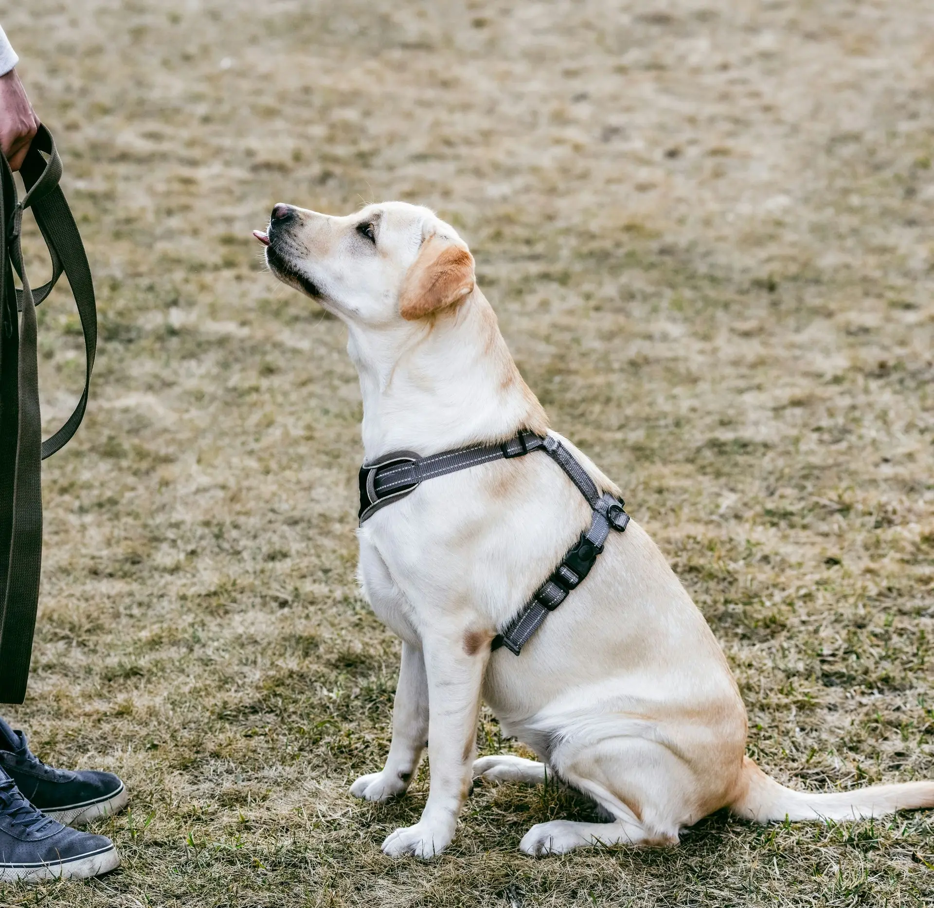 Dog wearing a travel harness sitting calmly beside handler, ready for safe ground transport.