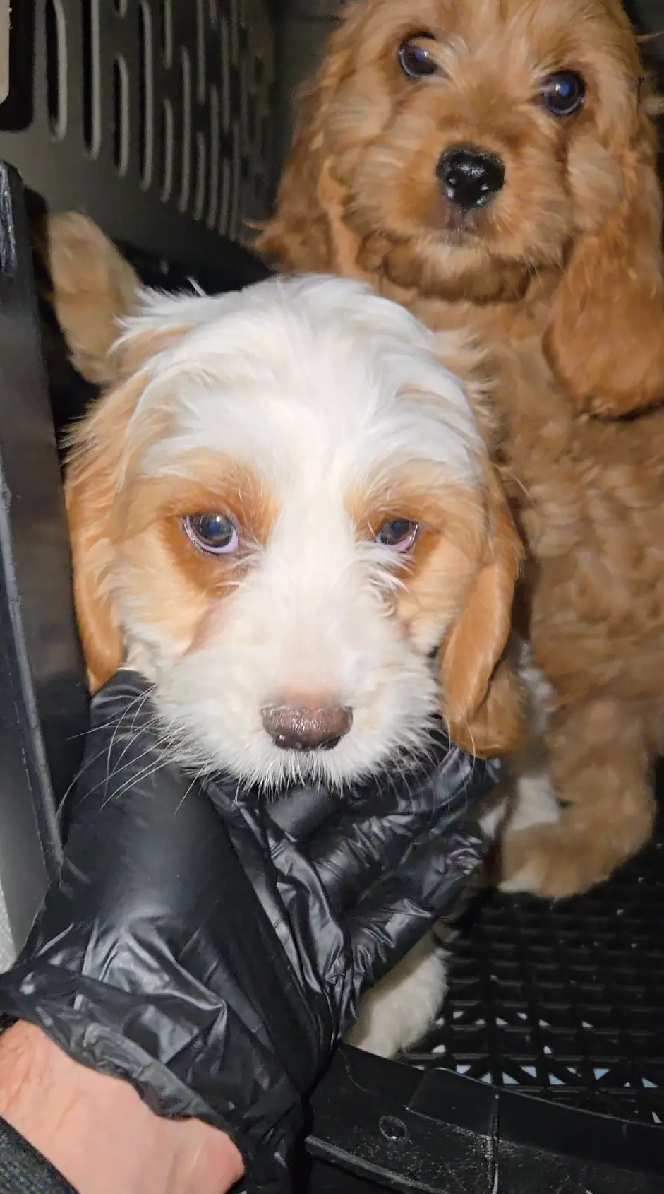 Two young puppies inside a sanitized travel crate being safely handled during USDA-compliant pet transport.