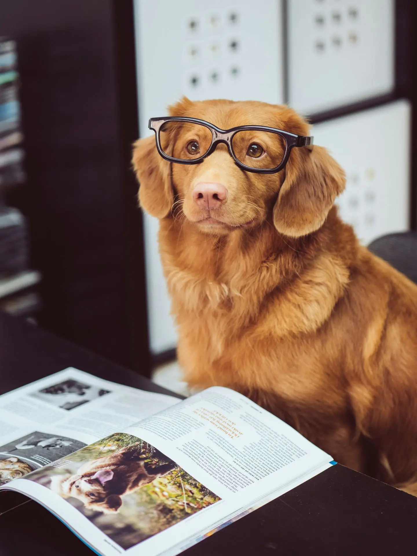 dog wearing glasses learning during online dog training for owners