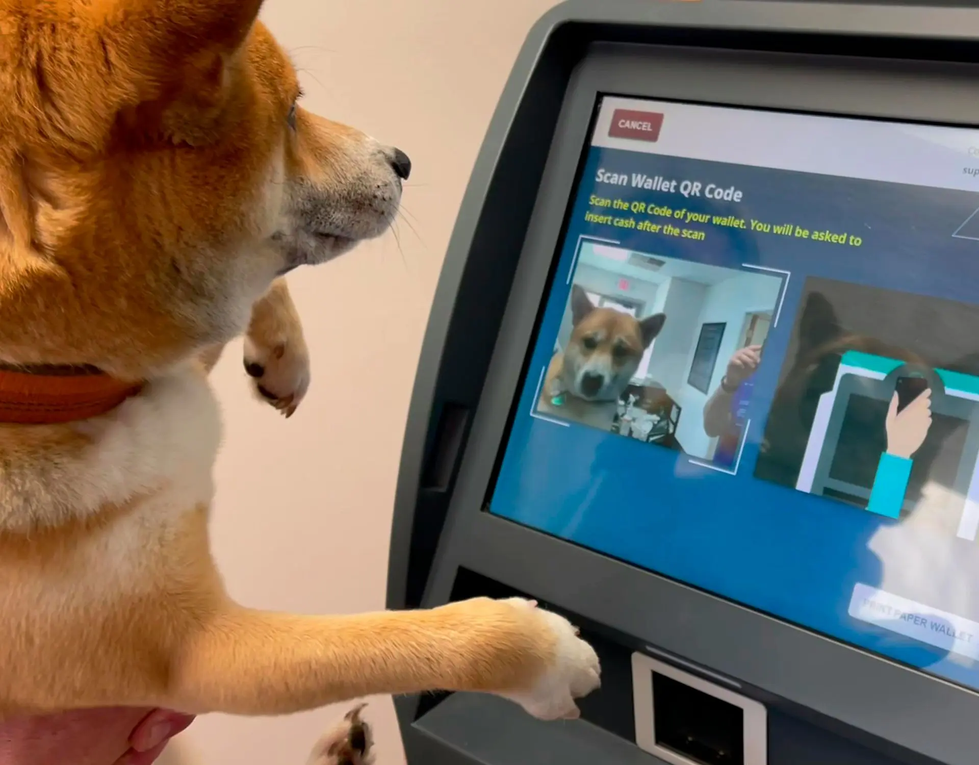dog looking at computer screen during virtual dog training session