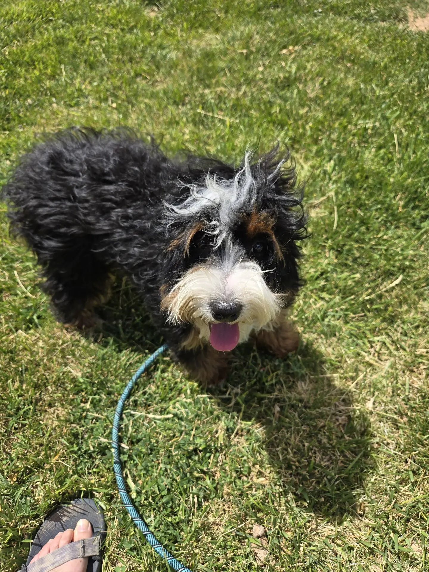 Black and white dog sitting on grass during CGC training session