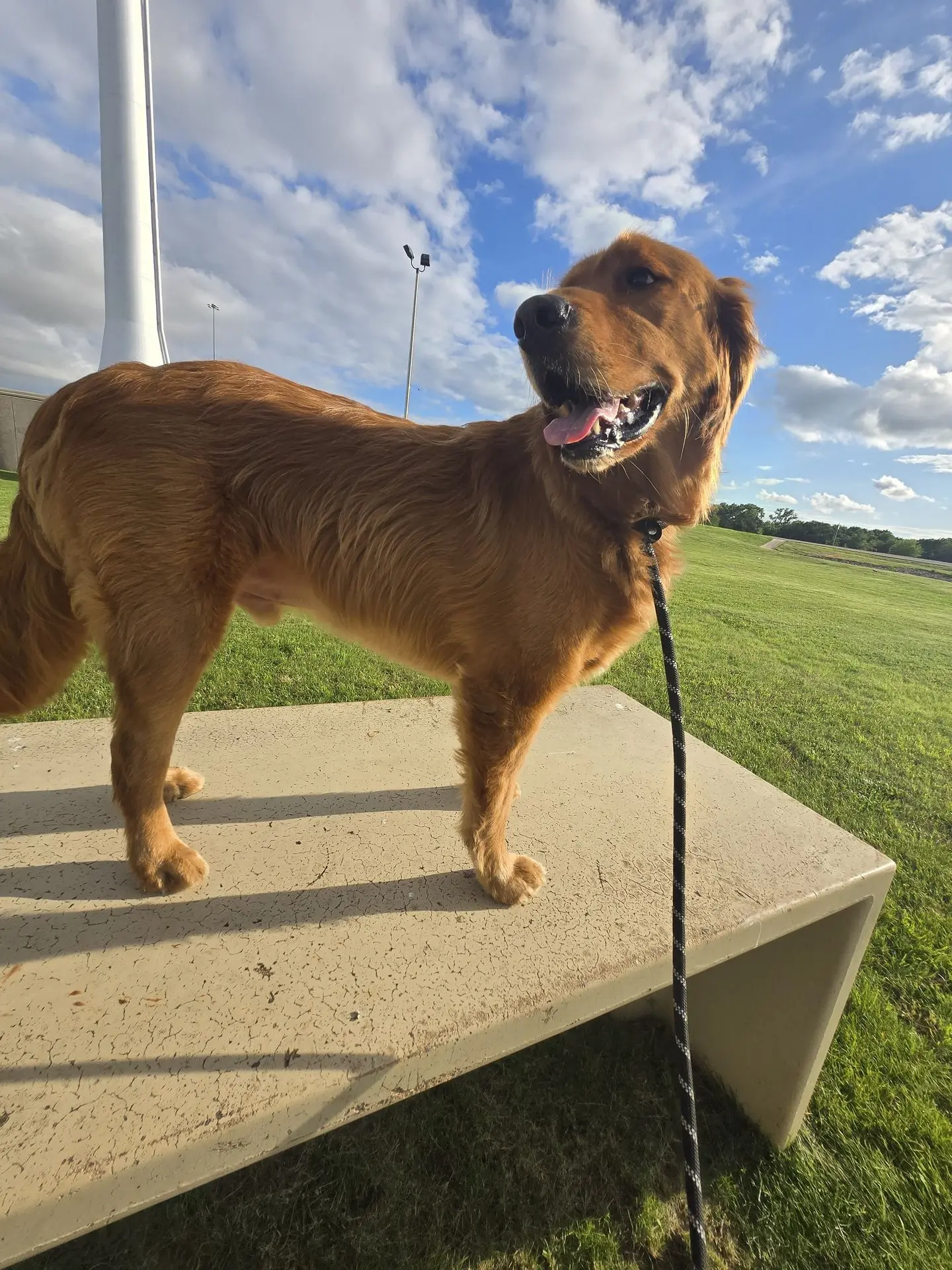 Brown dog practicing loose leash walking outdoors for CGC training