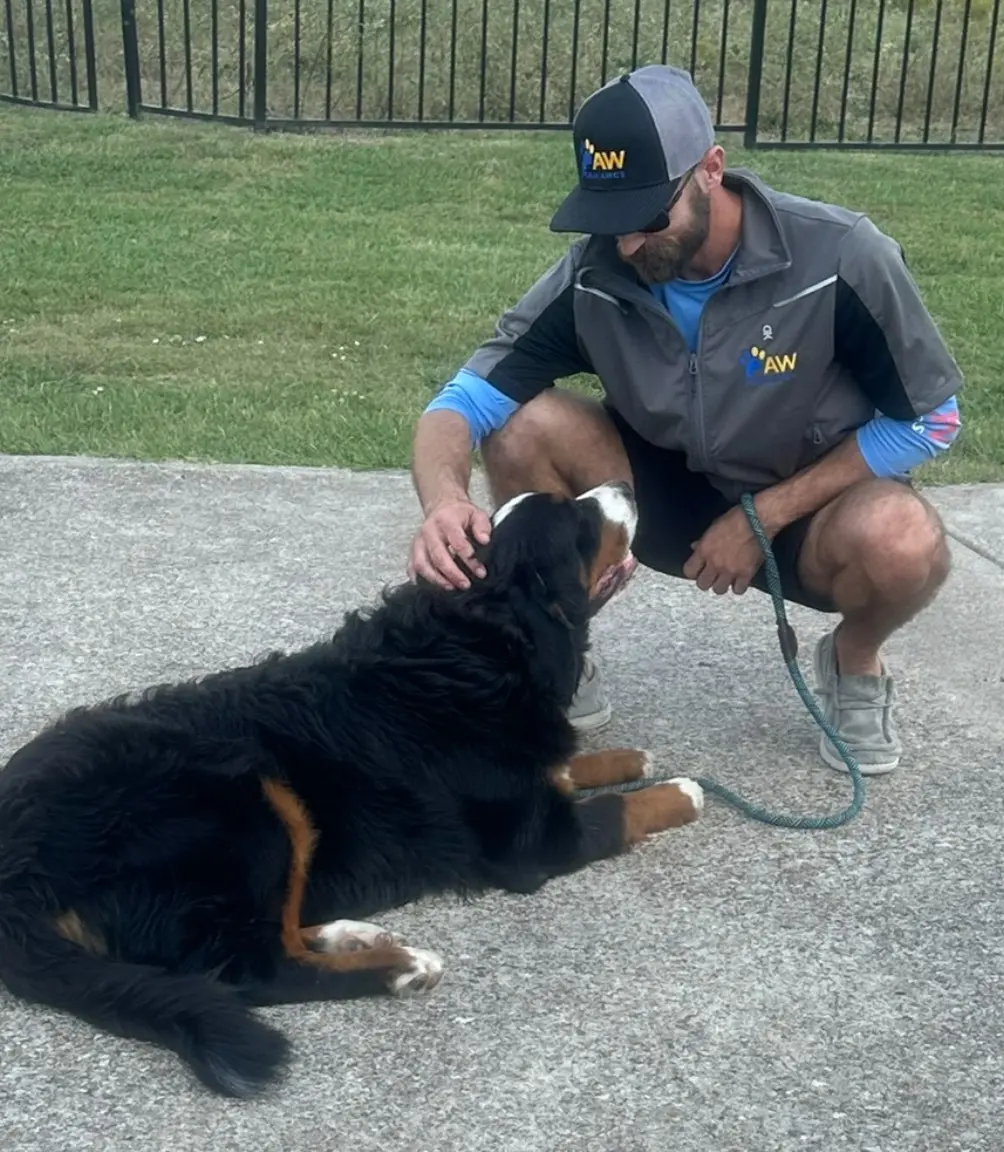 Pawformance dog training 